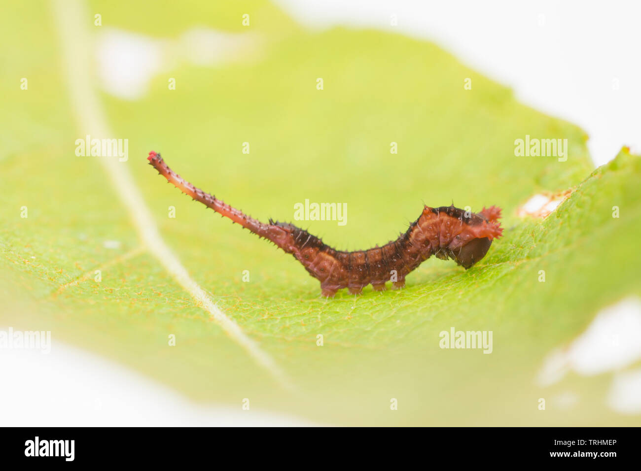A Puss moth caterpillar, Cerura vinula, in its second stage of development, known as an instar. It is seen here on a sallow leaf which is one of its f Stock Photo