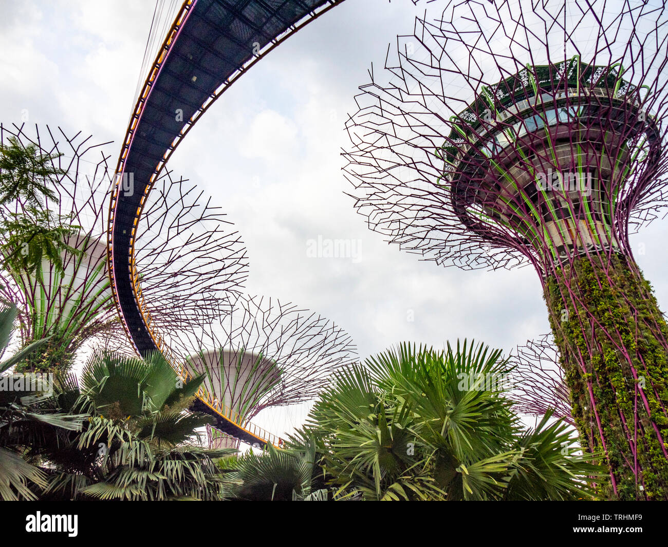 Elevated walkway weaving between artificial trees in the Supertree