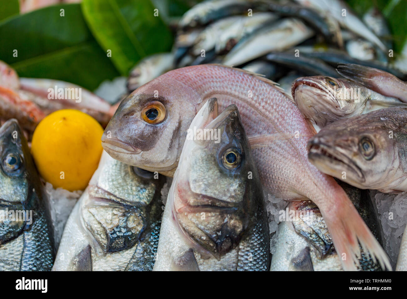 Fish looms and fish in the market Stock Photo
