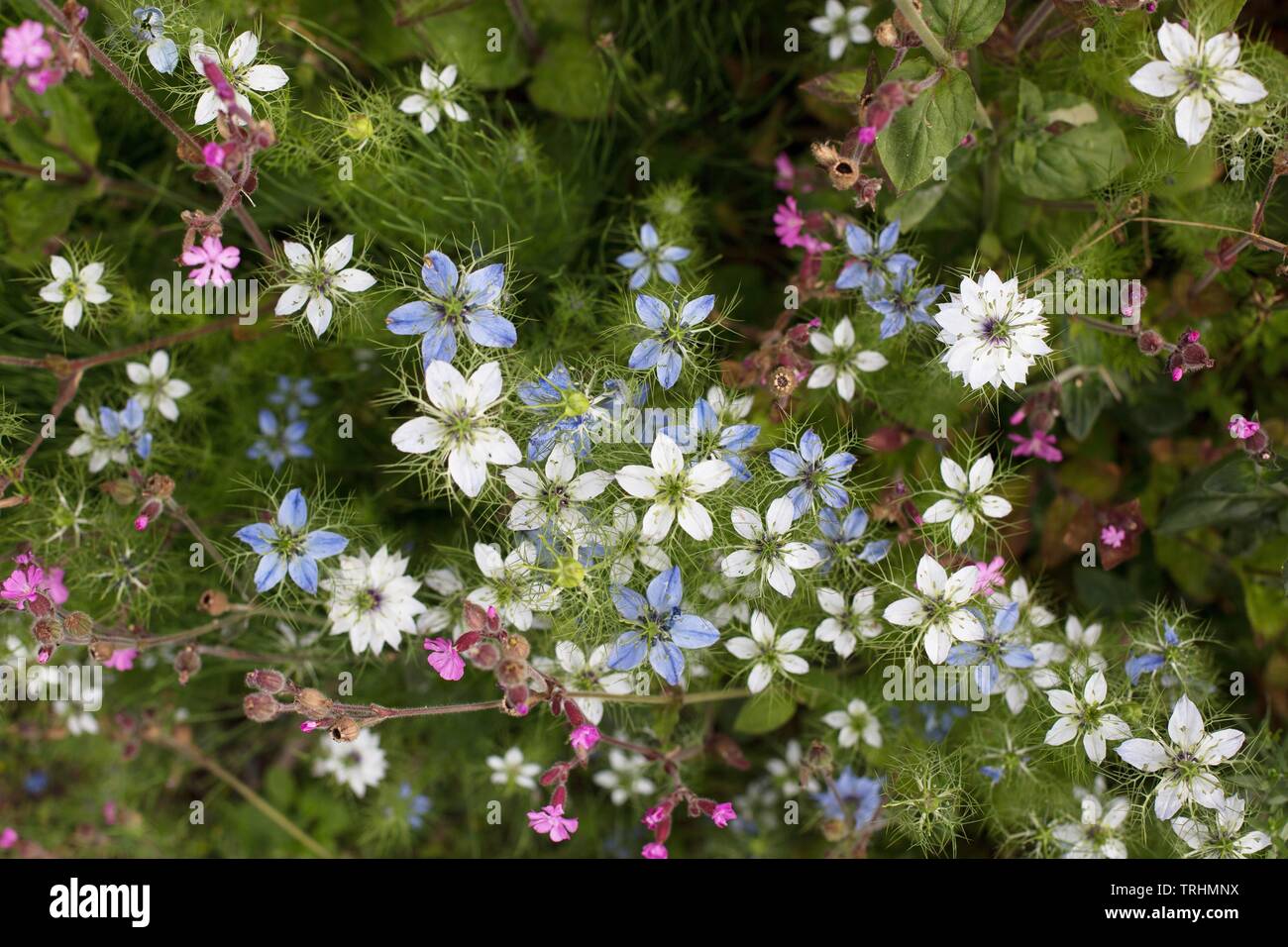 Love-In-A-Mist flowers growing with Red Campion, at Owen Rose Garden in Eugene, Oregon, USA. Stock Photo