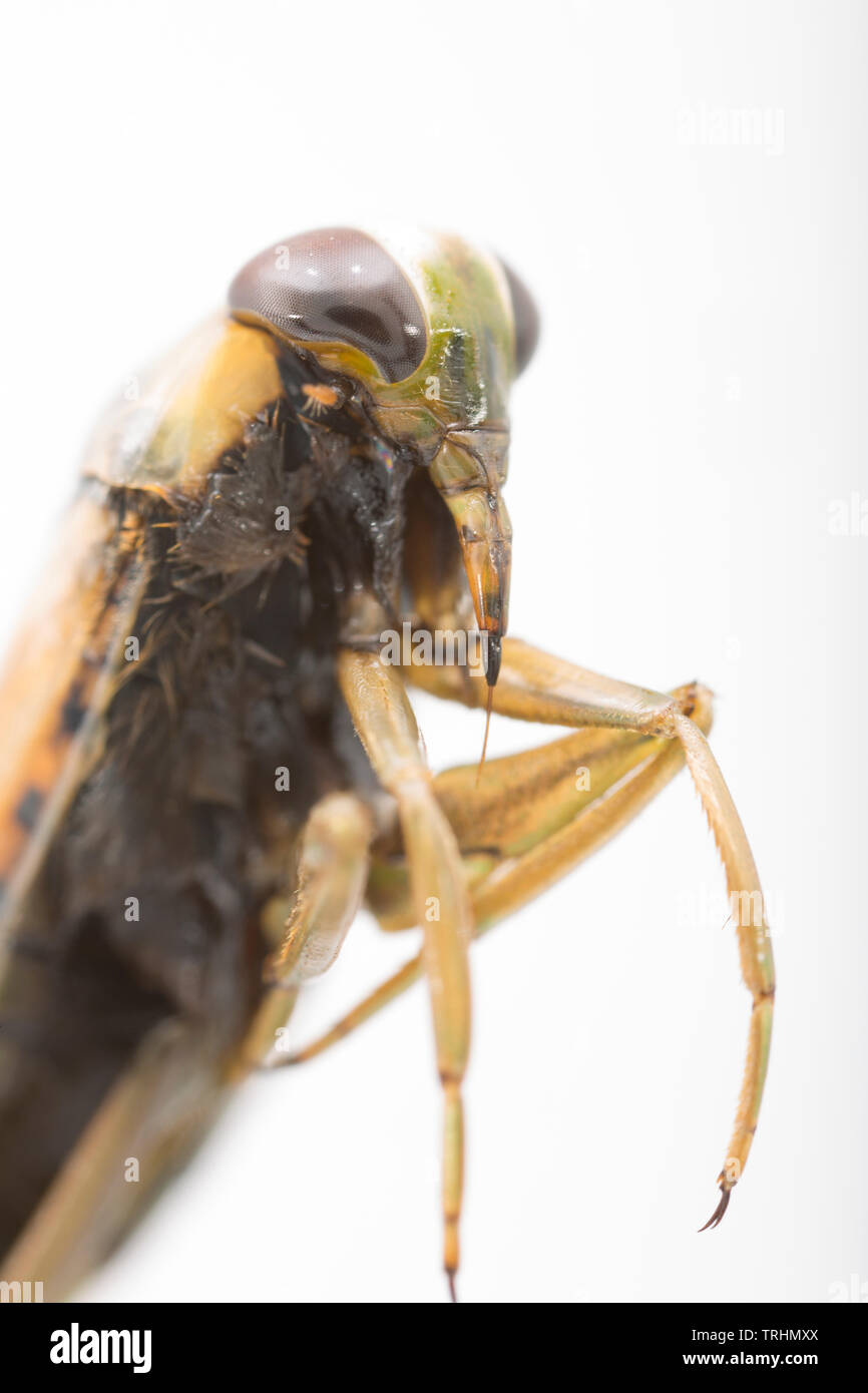 A greater water boatman, or backswimmer, Notonecta glauca photographed against a white background. The greater water boatman is a predatory insect and Stock Photo