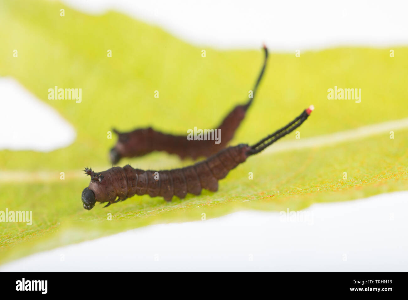 Two Puss moth caterpillars, Cerura vinula, that are in their first stage of development, known as an instar, after emerging from their eggs. They are Stock Photo