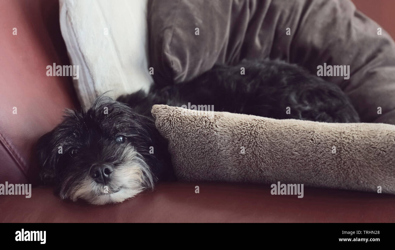Are Tibetan Terriers Cuddly
