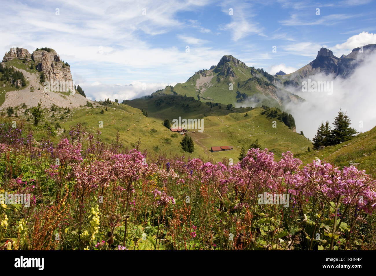 Schynige Platte and the farmstead of Oberberg, with the peaks of the Oberberghorn, Loucherhorn and Ussri Sägissa beyond and a bank of alpine wildflowe Stock Photo