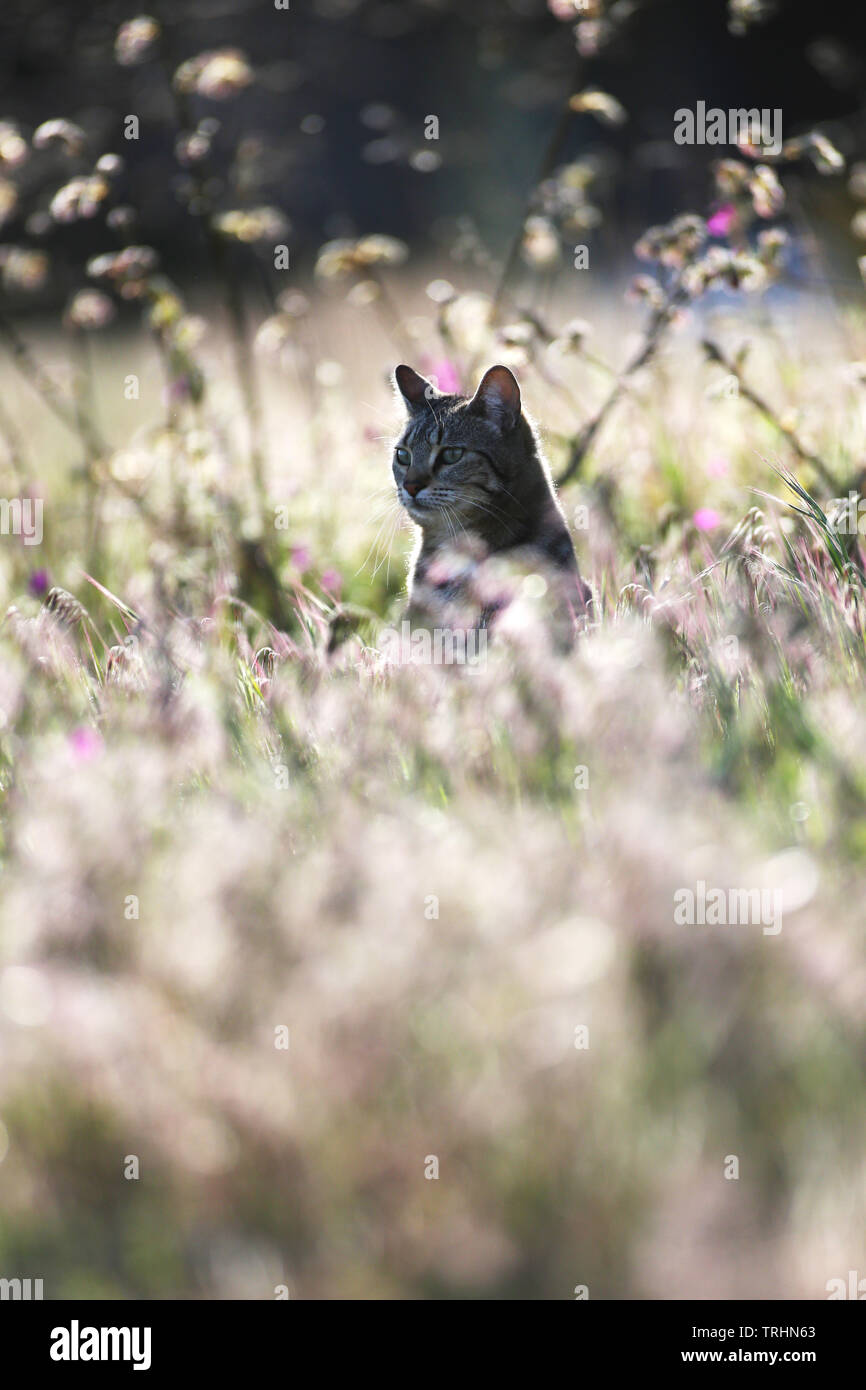 Female cat looking carefully at her surroundings outdoors in the Spring. Stock Photo