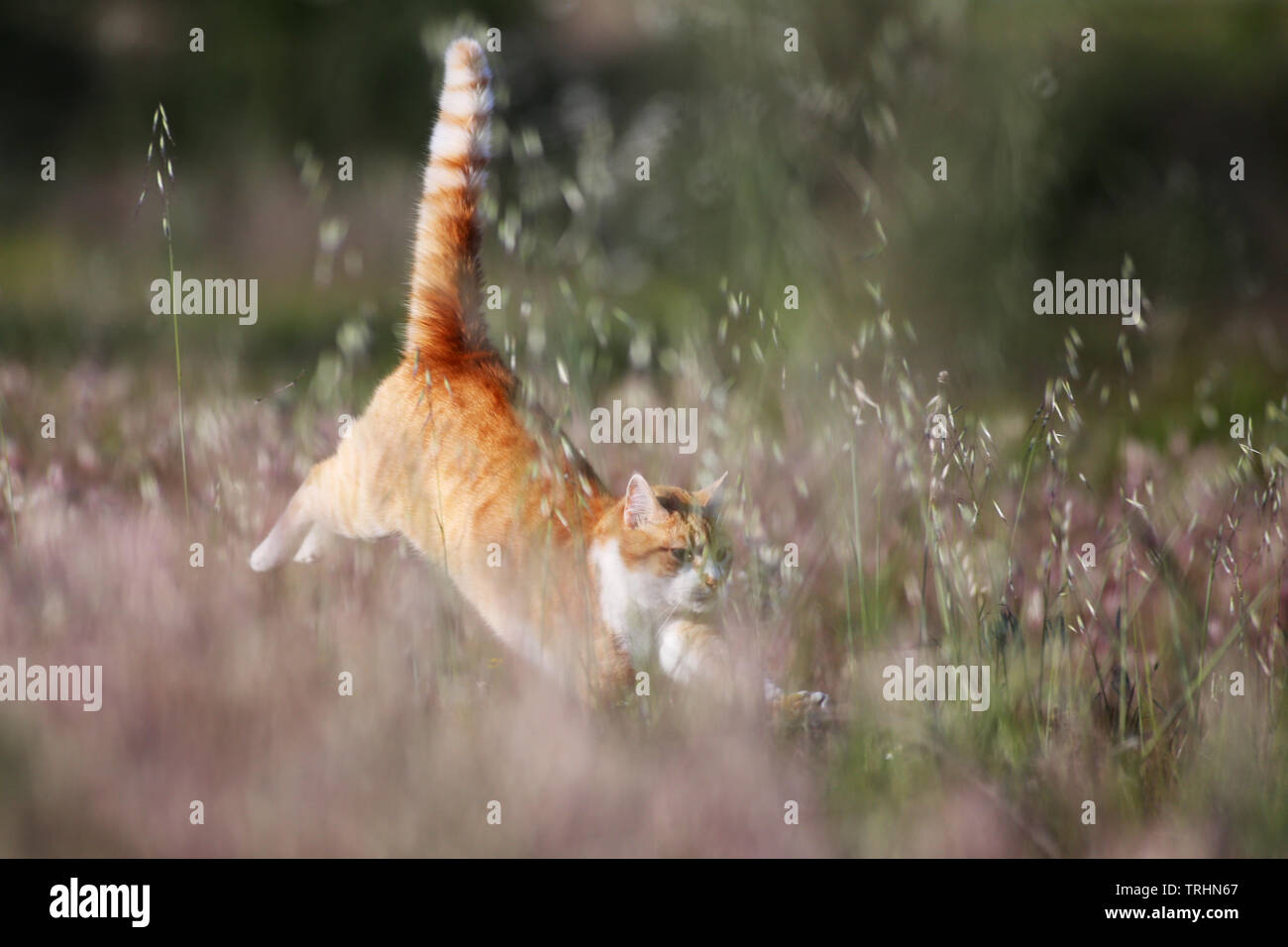 Orange tabby running outdoors in the Spring. Stock Photo