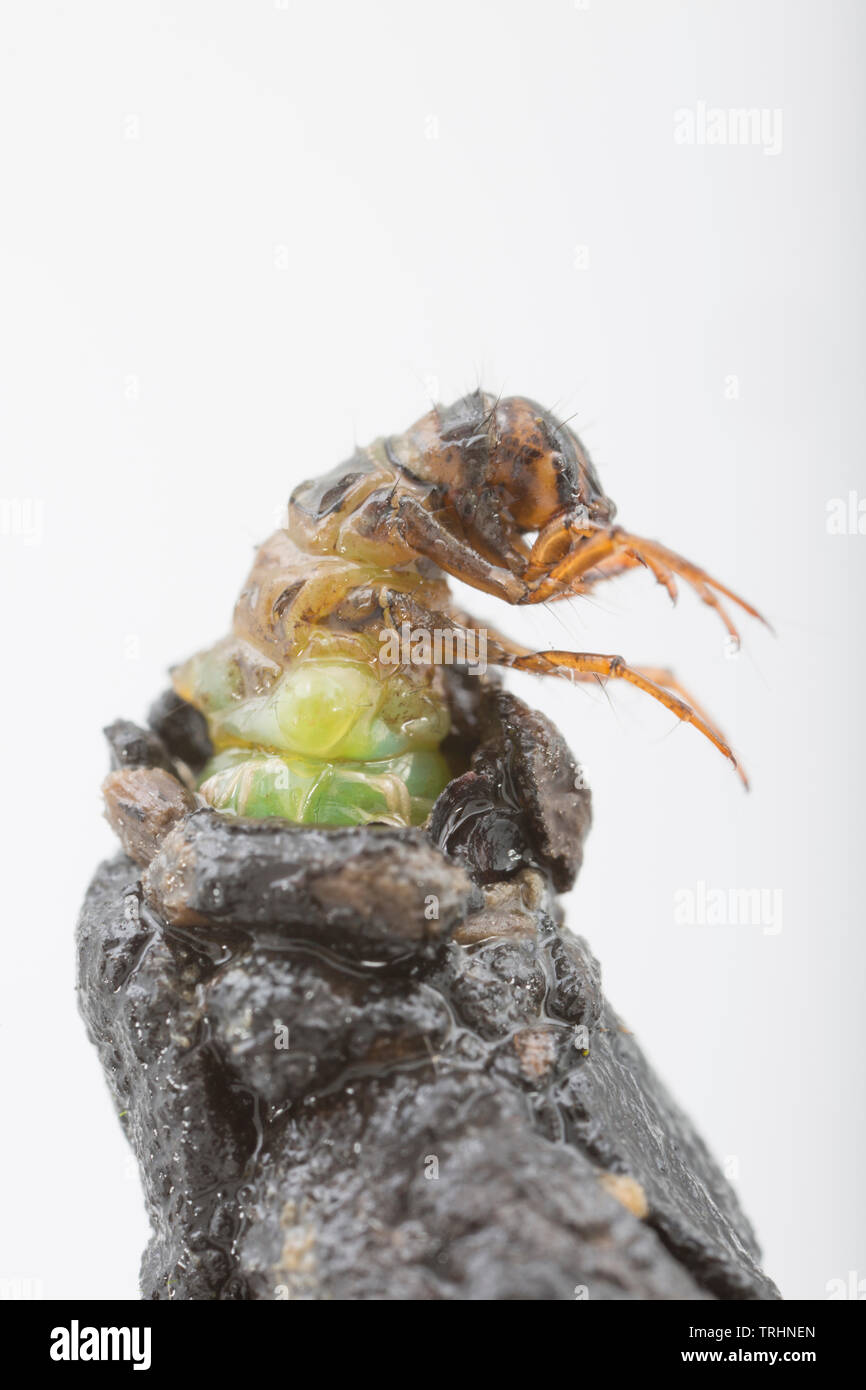 Caddis larva UK Stock Photo Alamy