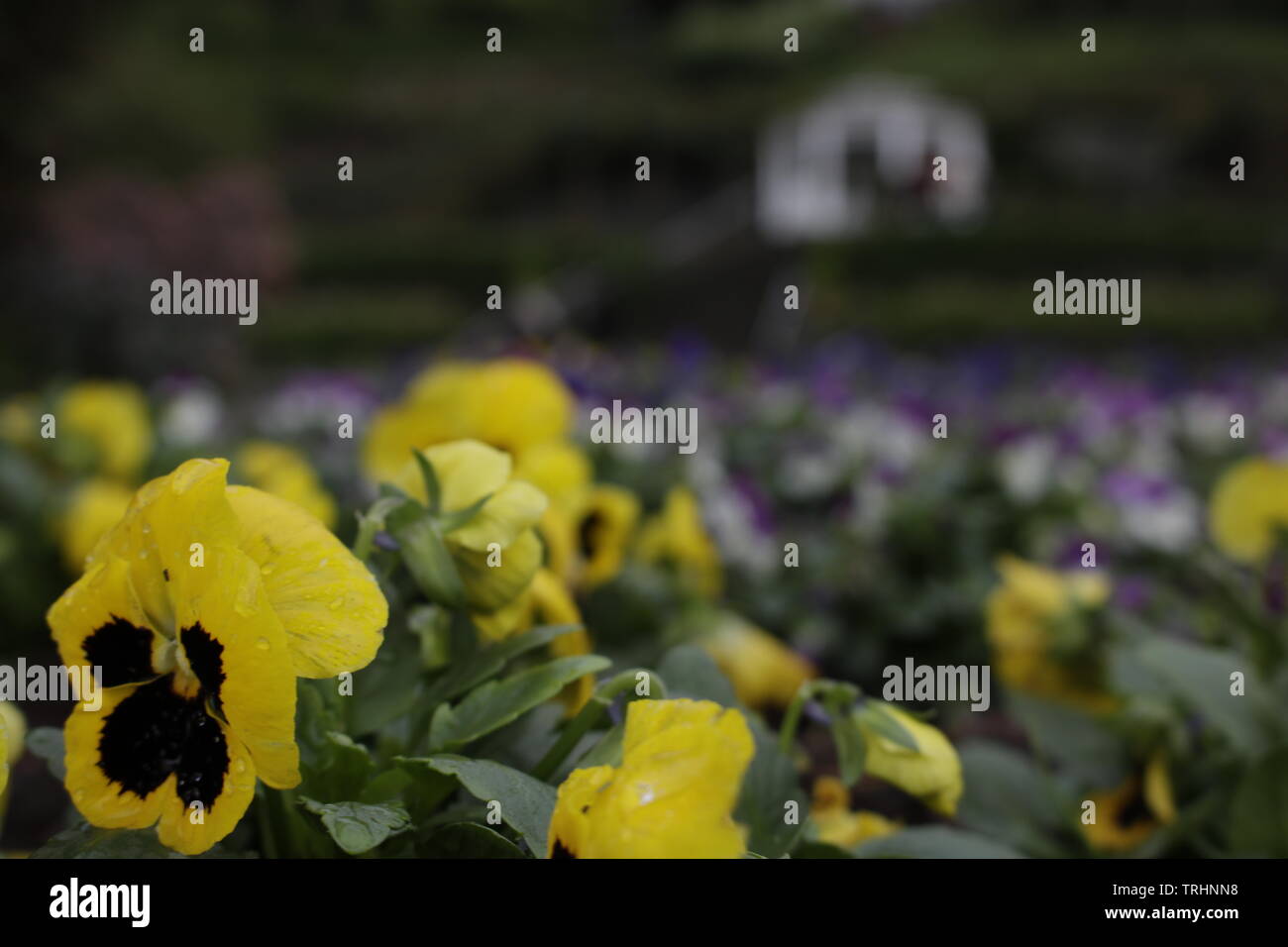 Amazing flowers hi-res stock photography and images - Alamy