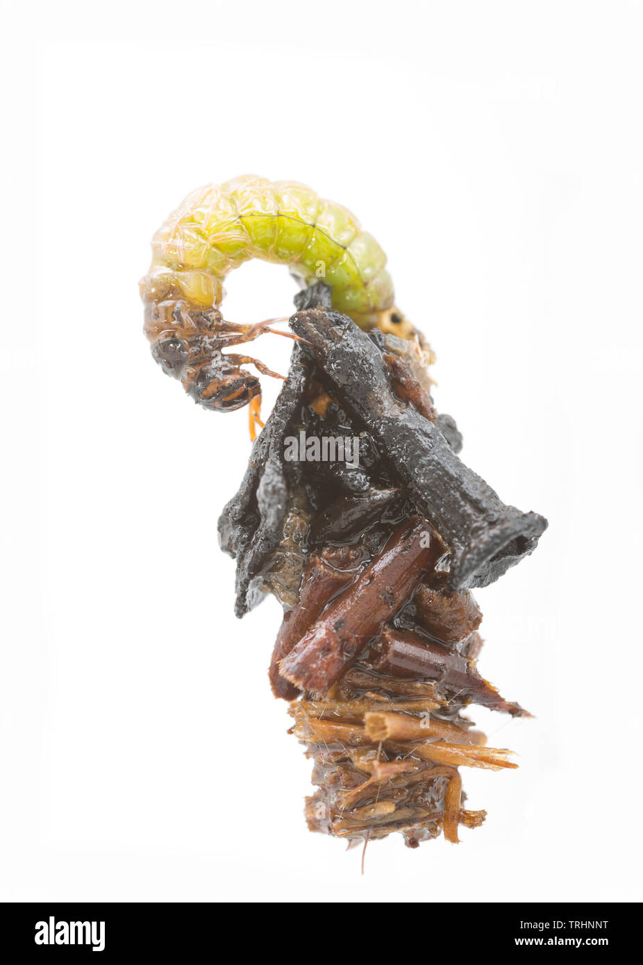 Caddis larva UK Stock Photo Alamy