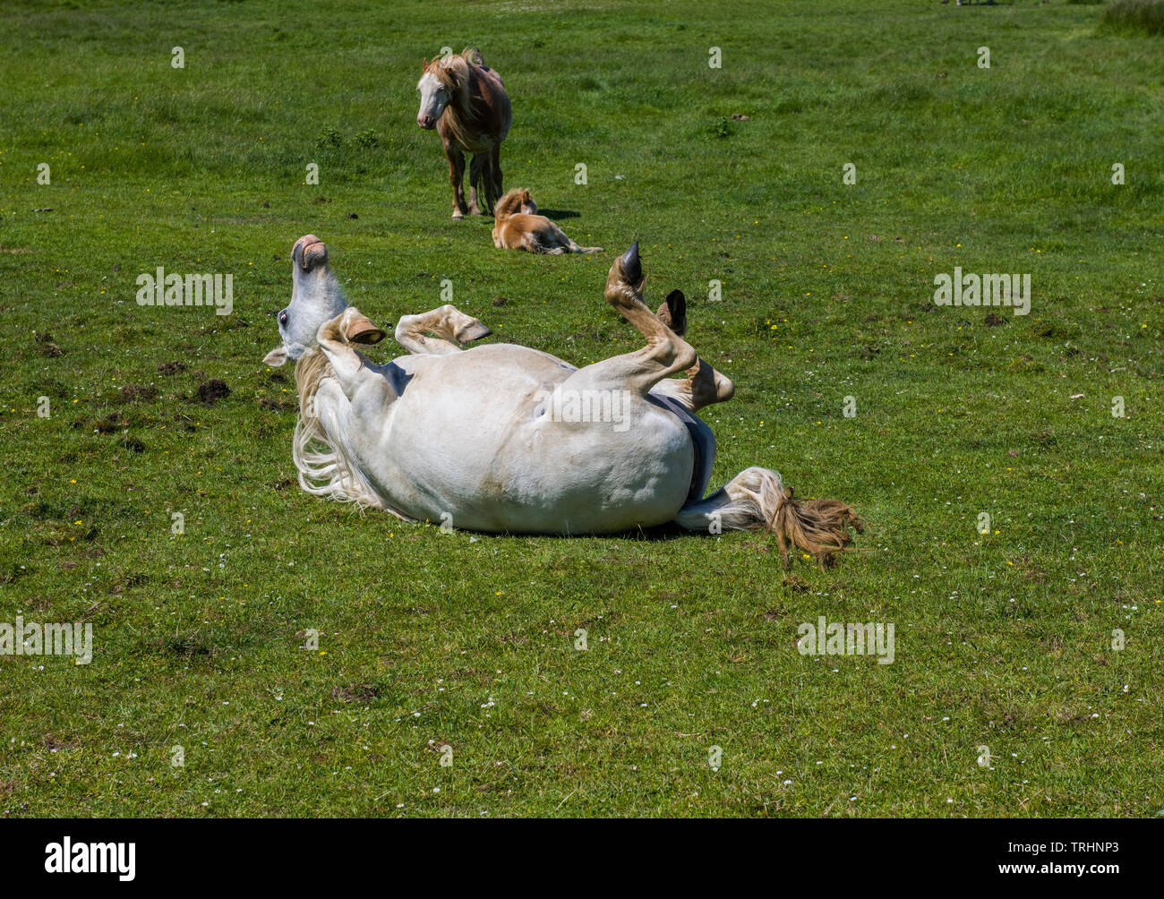 overweight zebra playing football on grass field on two legs, r 