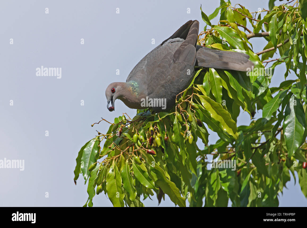 Ring-tailed Pigeon (Patagioenas caribaea) adult feeding on fruiting tree (Jamaican endemic)  Port Antonio, Jamaica            April Stock Photo