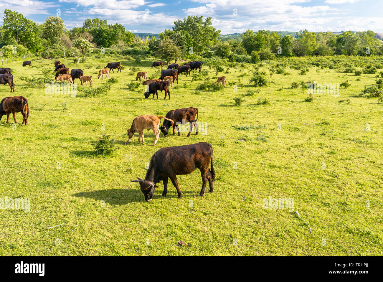 Heck cow hi-res stock photography and images - Alamy