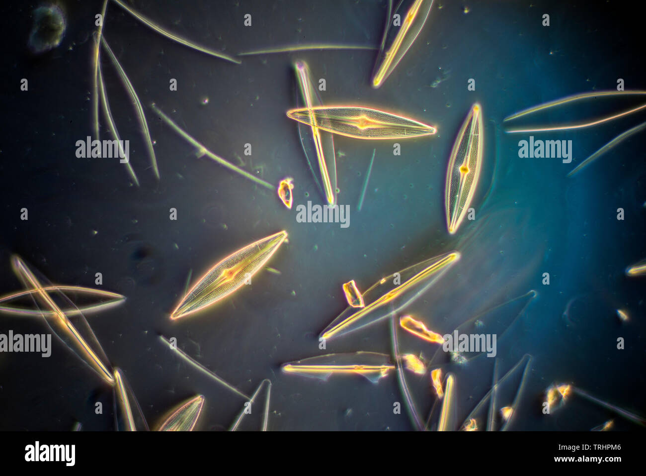 Frustulia navicula diatoms, Studland, Swanage, UK darkfield photomicrograph Stock Photo