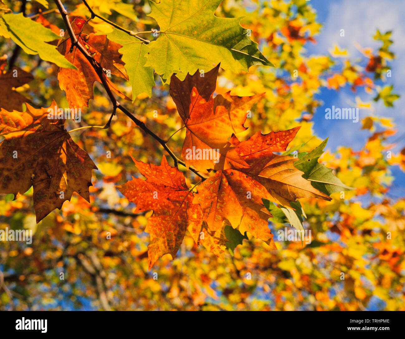 Auumn leaf colors, Sycamore, Acer pseudoplatanus, Stock Photo