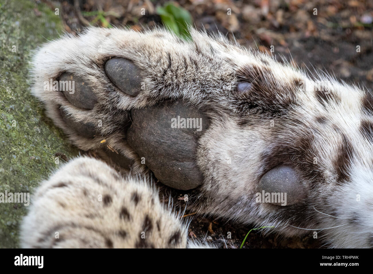 Front right paw of female Persian leopard Stock Photo