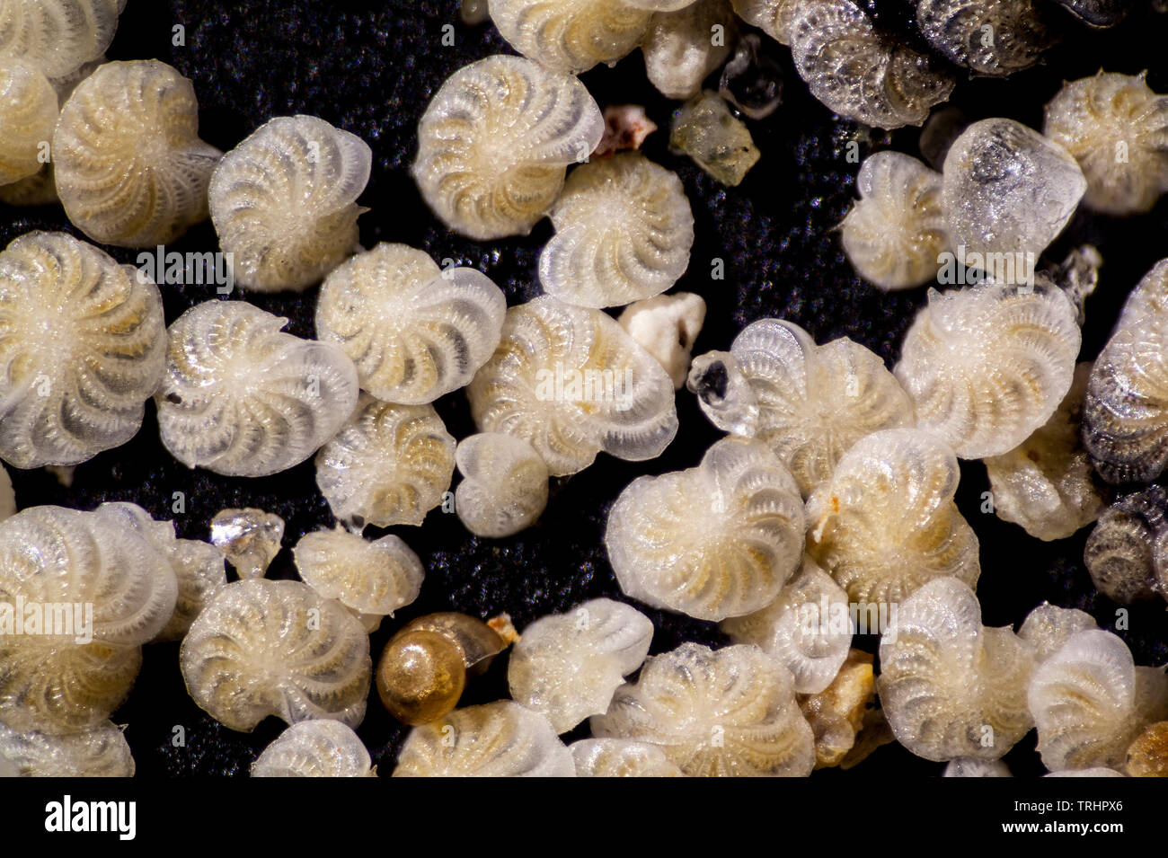 Foraminifera, Elphidium crispum, Sargassum muticum, Dorset, UK Stock Photo