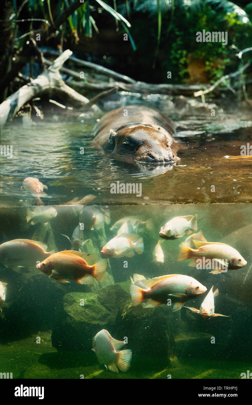 Singapore Zoo, pygmy hippopotamus enclosure, an exhibit designed to allow 'split' underwater & terrestrial viewing Stock Photo