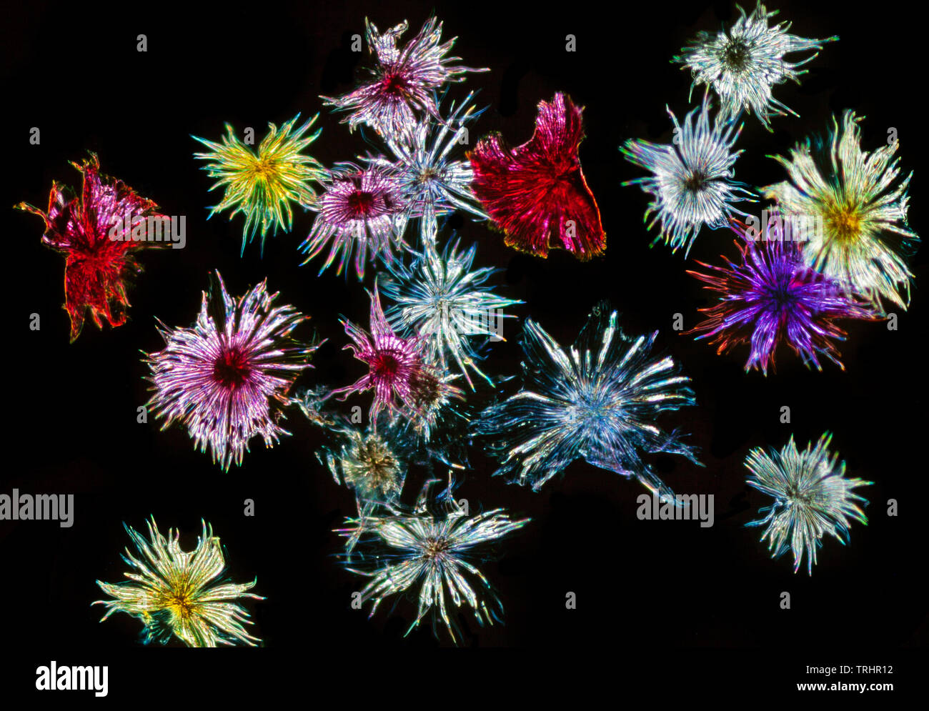 Silverberry scaly hairs, Eleagnus commutata, darkfield photomicrograph Stock Photo