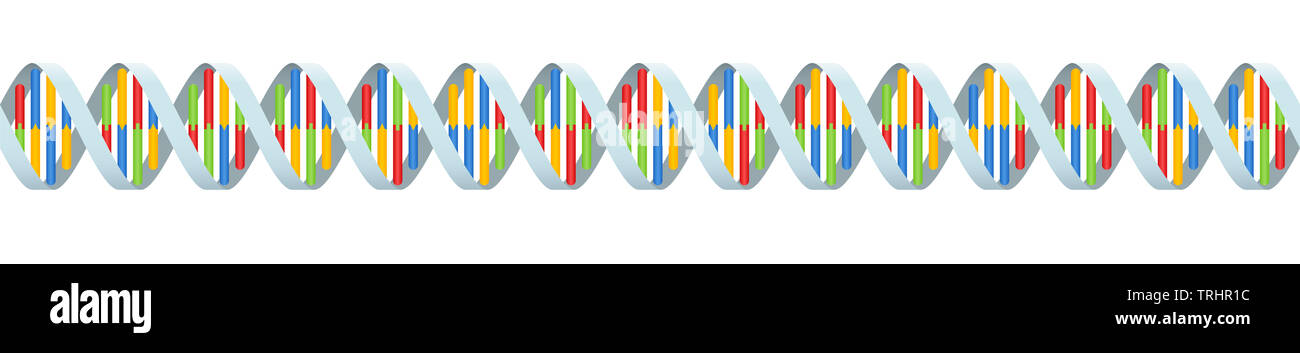 DNA coding strand with four colored base pairings. Seamless extendible double helix - illustration on white background. Stock Photo