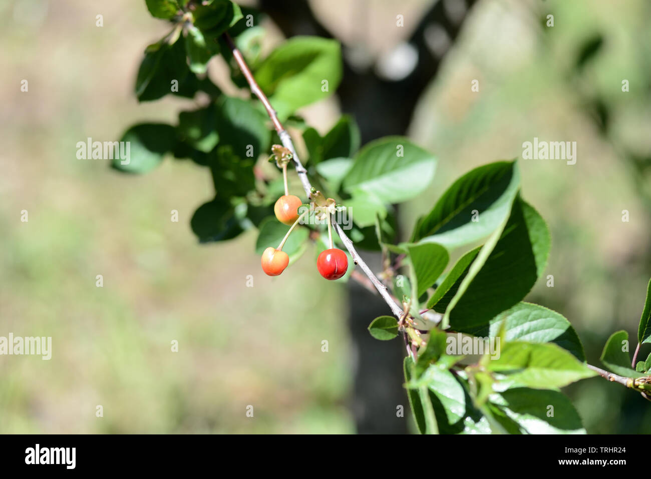 Cherry berries ripen on a tree in the summer garden Stock Photo