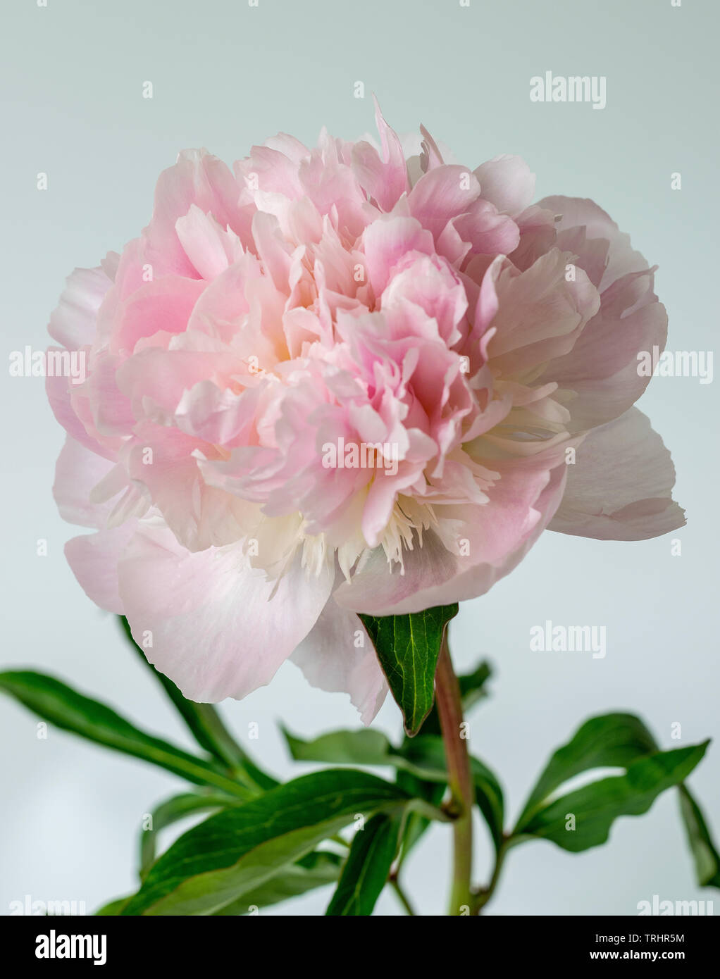 Detail Of A Single Large Peony Flower In Full Bloom Against A White Backdrop With Multiple Petals Stock Photo Alamy