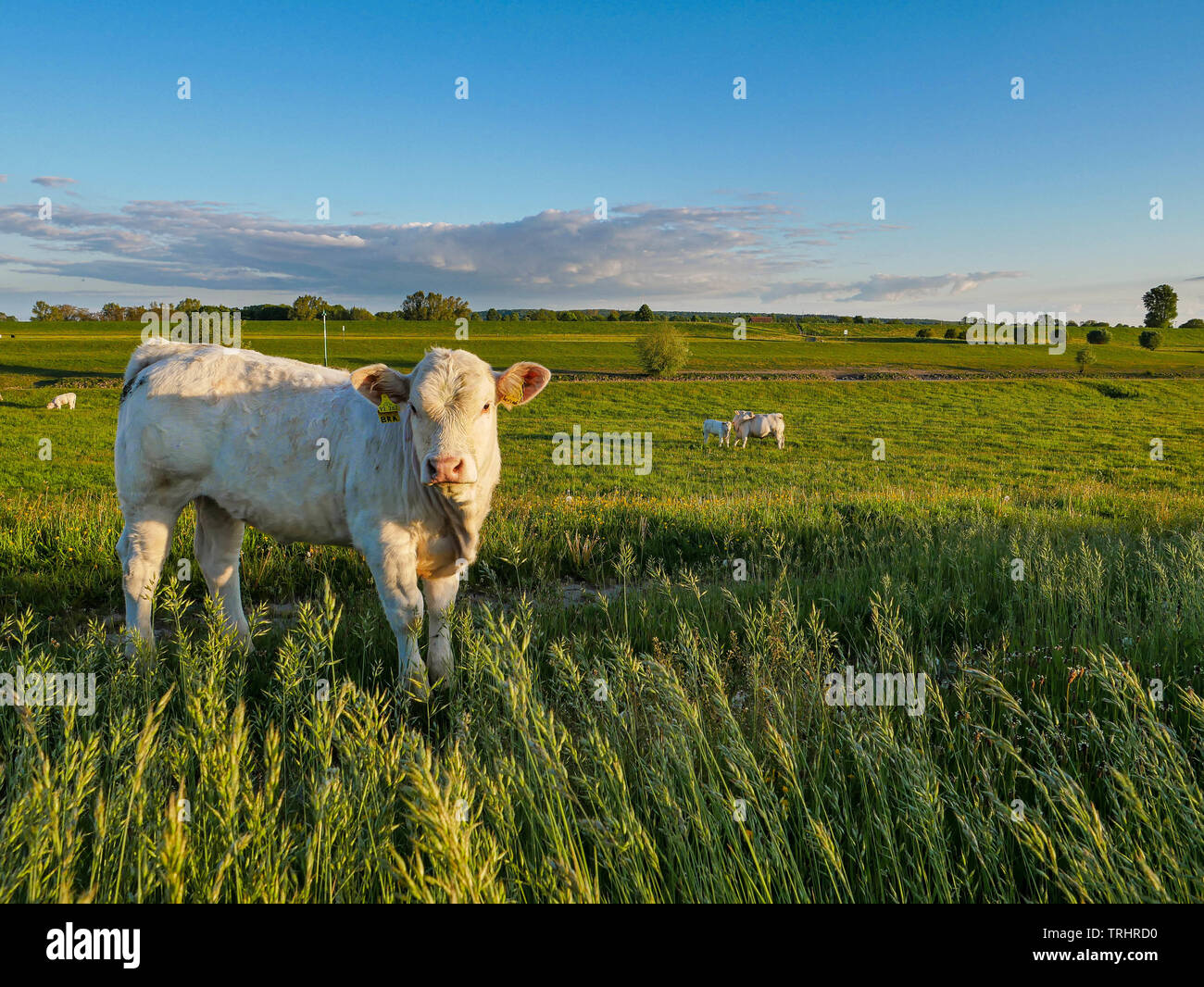 Small white cow looking curiously into the camera on grass green farmland Stock Photo