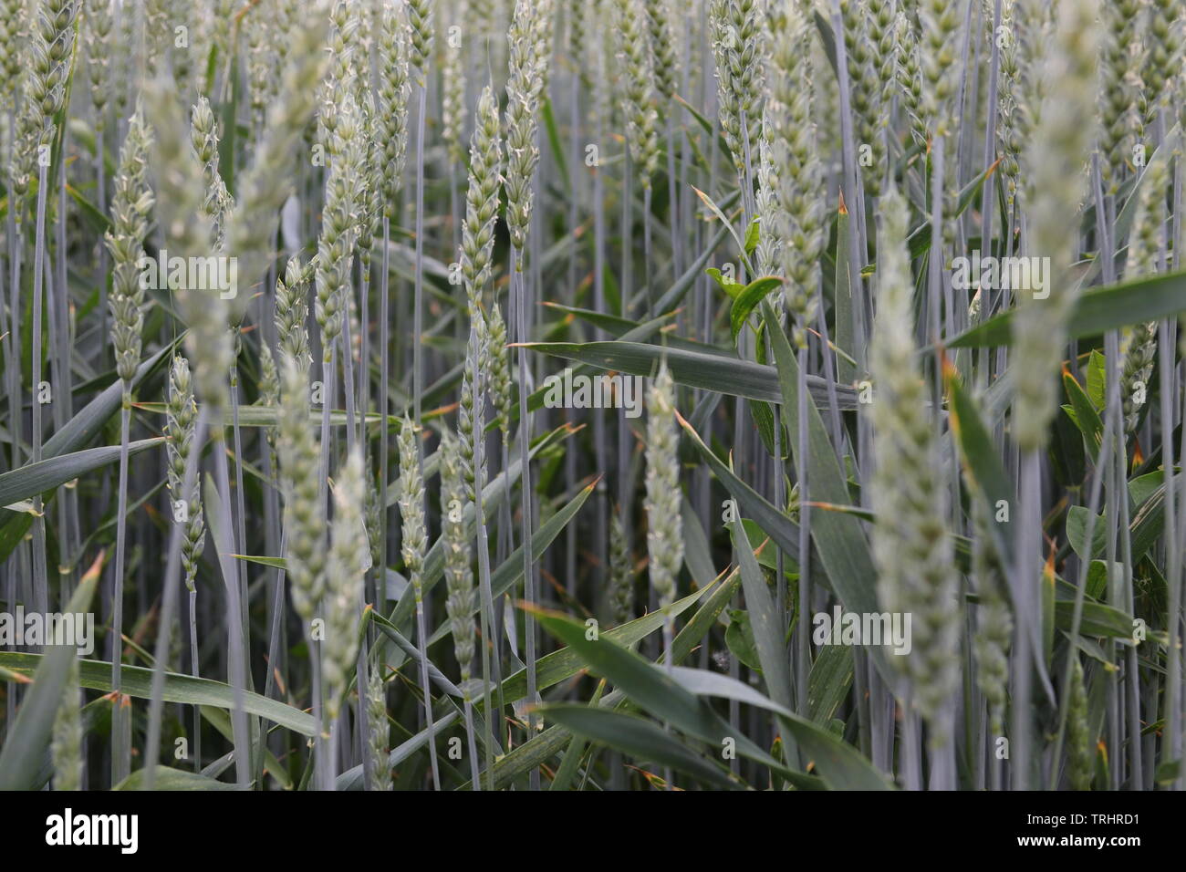 Straw cereals hi-res stock photography and images - Alamy