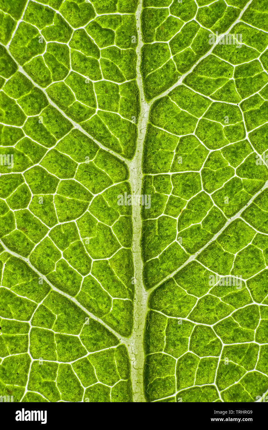 Plant leaf veins, sage leaf Stock Photo