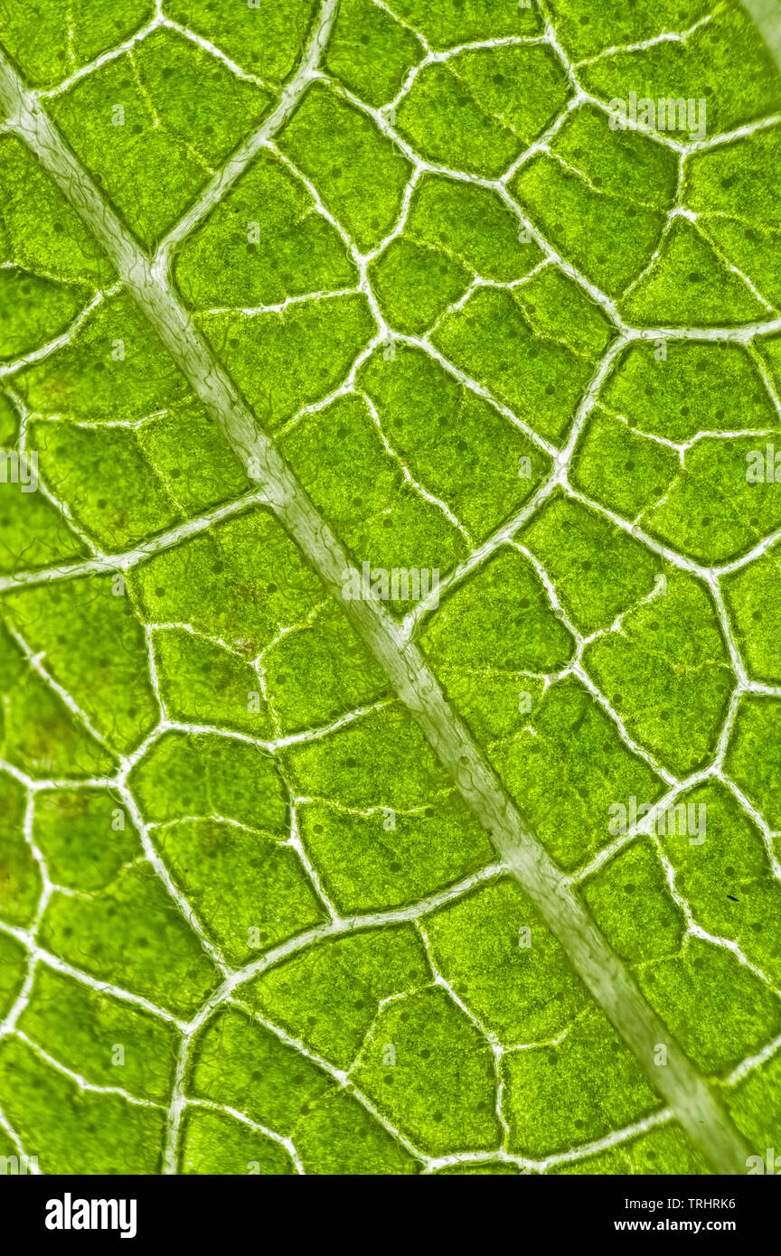 Plant leaf veins, sage leaf Stock Photo