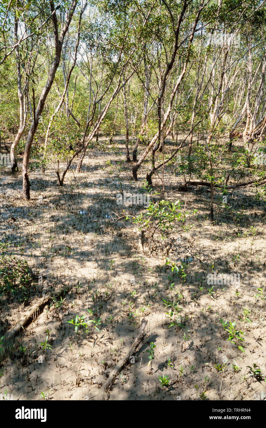 Mangrove swamp, Kuala Selangor Nature Park, Malaysia Stock Photo