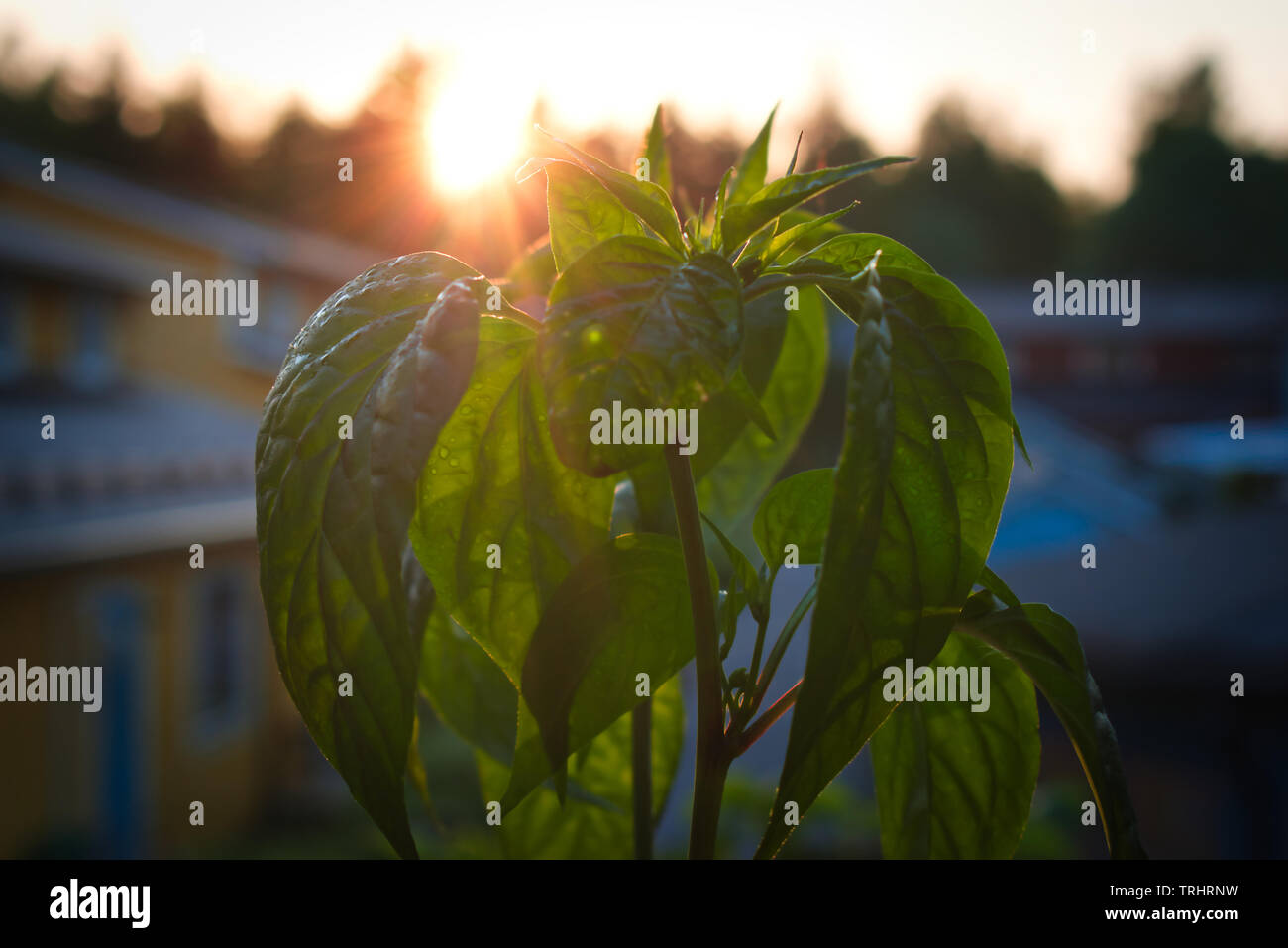 Abchazskij Ostruyi chili plants sunset Stock Photo