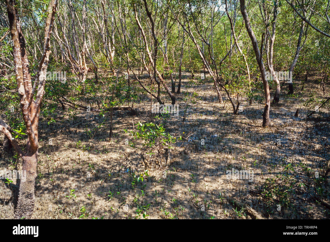 Mangrove swamp, Kuala Selangor Nature Park, Malaysia Stock Photo