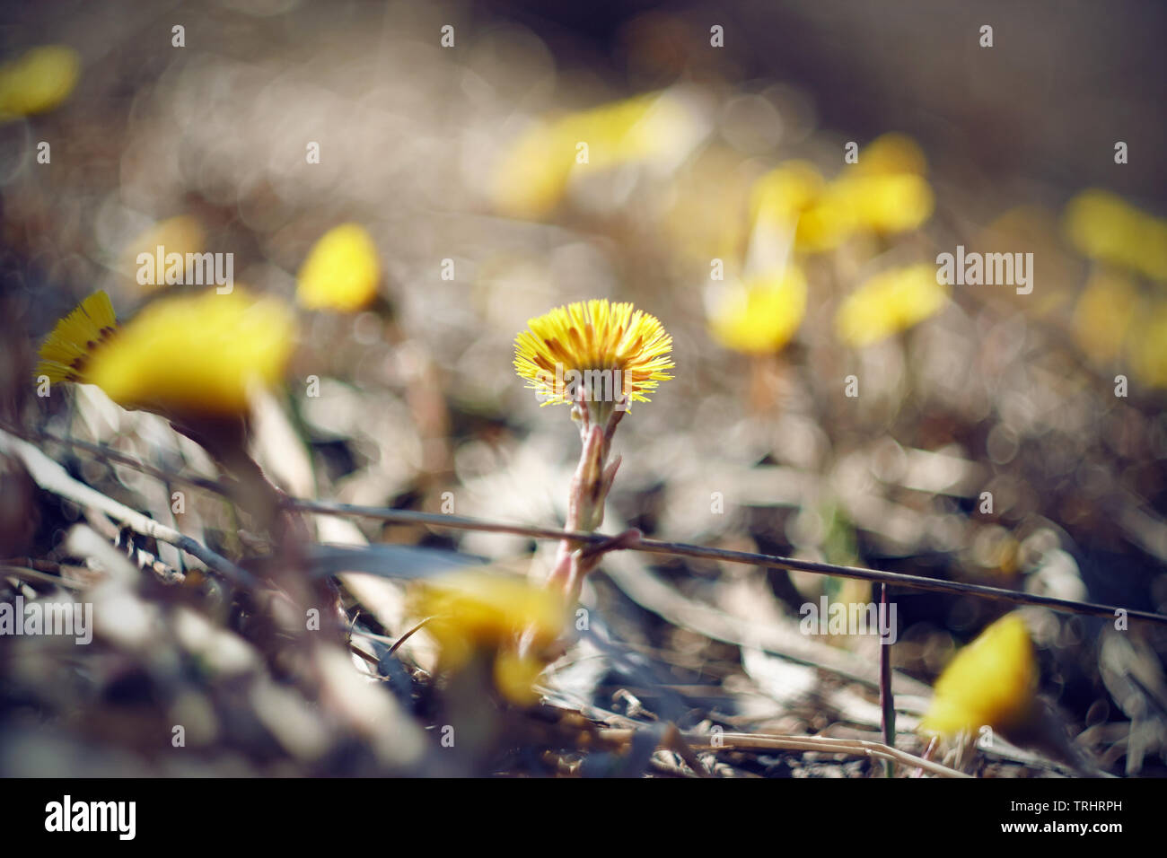 Blooming yellow cheerful flowers coltsfoot, who bloom in the spring and have healing properties Stock Photo