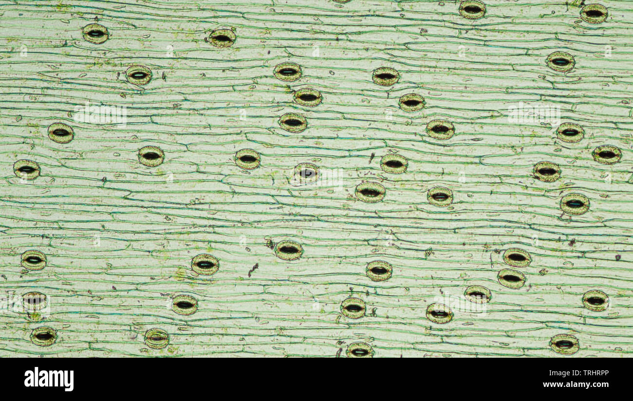 Plant leaf stomata on leaf underside Stock Photo