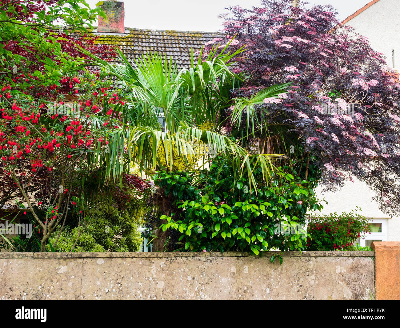 Fan palm Trachycarpus fortunei sits between Sambucus nigra 'Black Lace' and Crinodendron hookerianum in an exotic themed Plymouth front garden Stock Photo