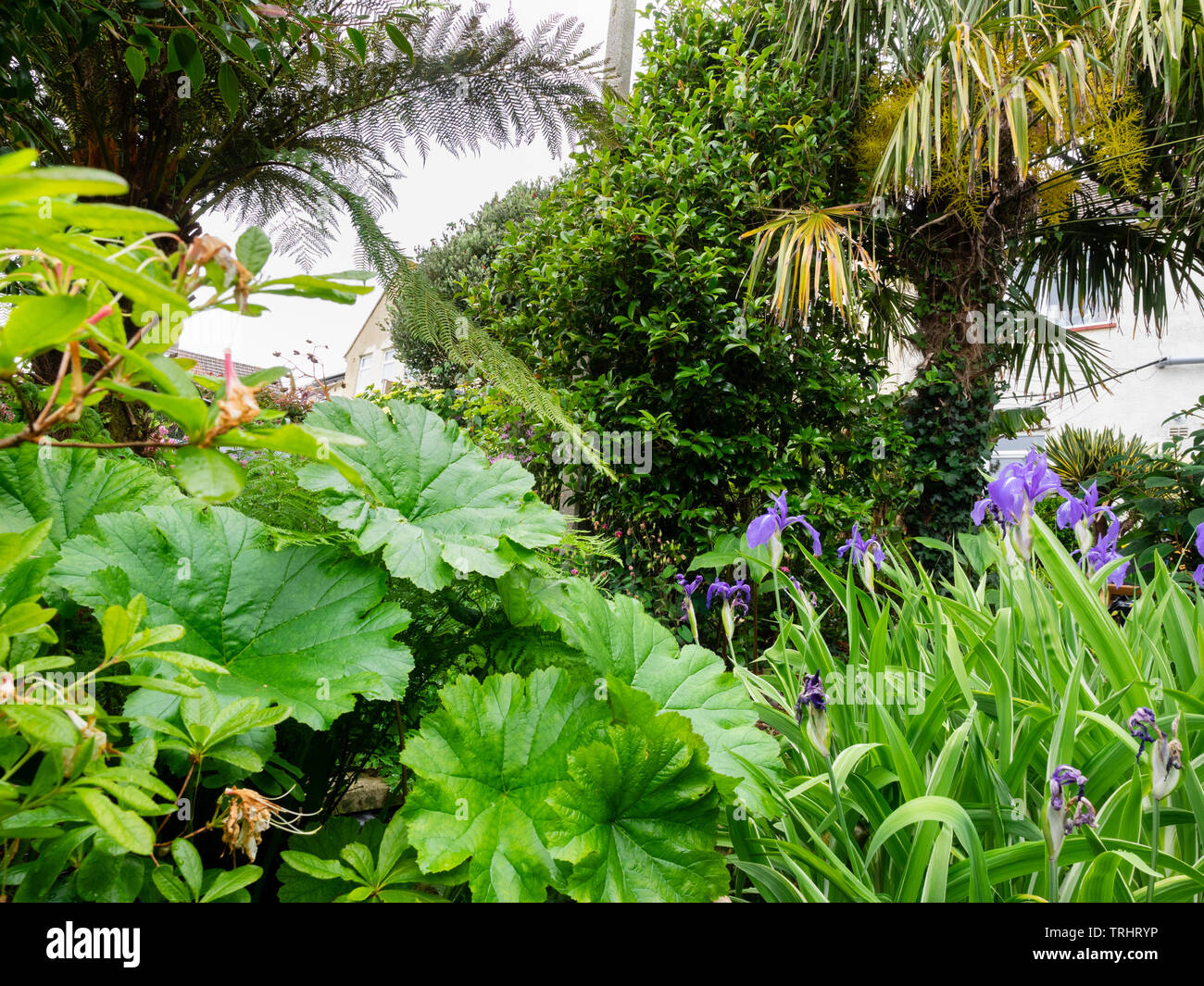 Trachycarpus fortunei, Dicksonia antarctica and a camellia stand above Darmera peltata and Iris laevigata 'Variegata' in an exotic garden Stock Photo