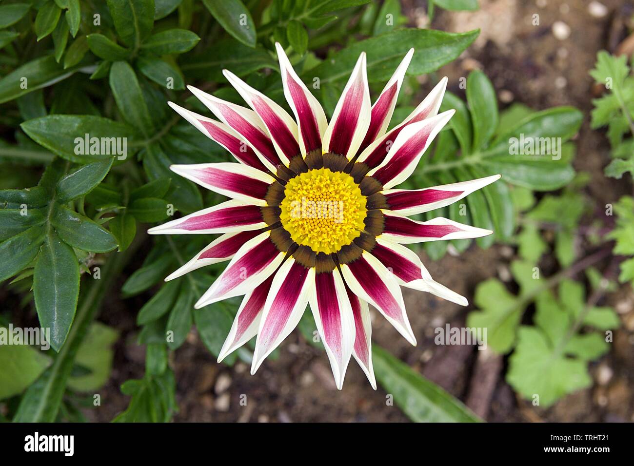 Close-up top view of one white and lilac Gazania flower in bloom in a garden. Blurred background of green leaves and ground Stock Photo