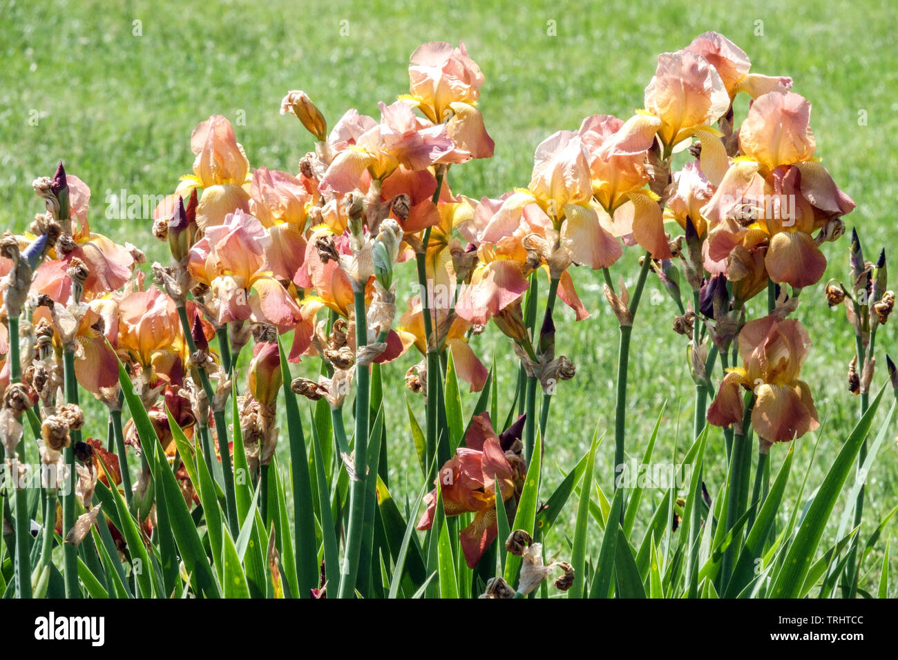 Orange Iris "Caribbean Treasure Stock Photo Alamy
