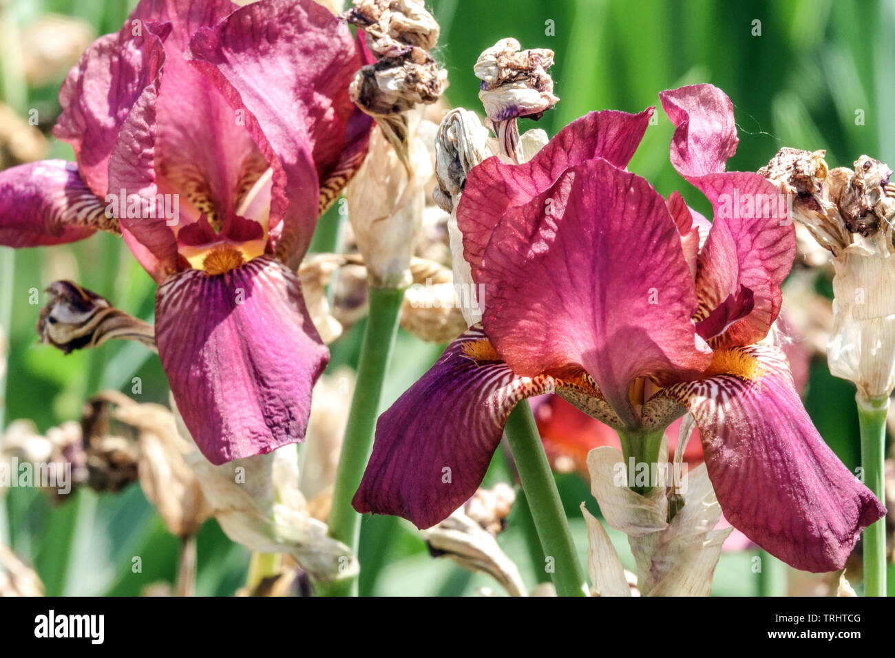 Red Iris 'Cheese and Wine' close up flower Stock Photo