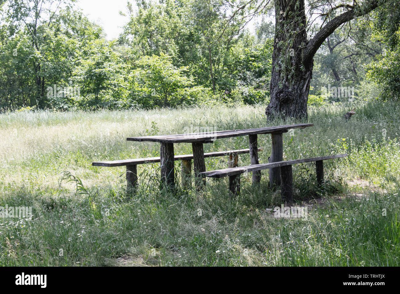 Wooden Table And Benches For A Picnic On The Grass Of The Park