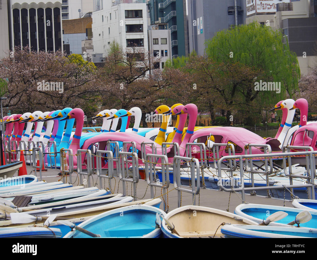 Swan pedal boat in the shinobazu pond at the ueno park in tokyo Stock