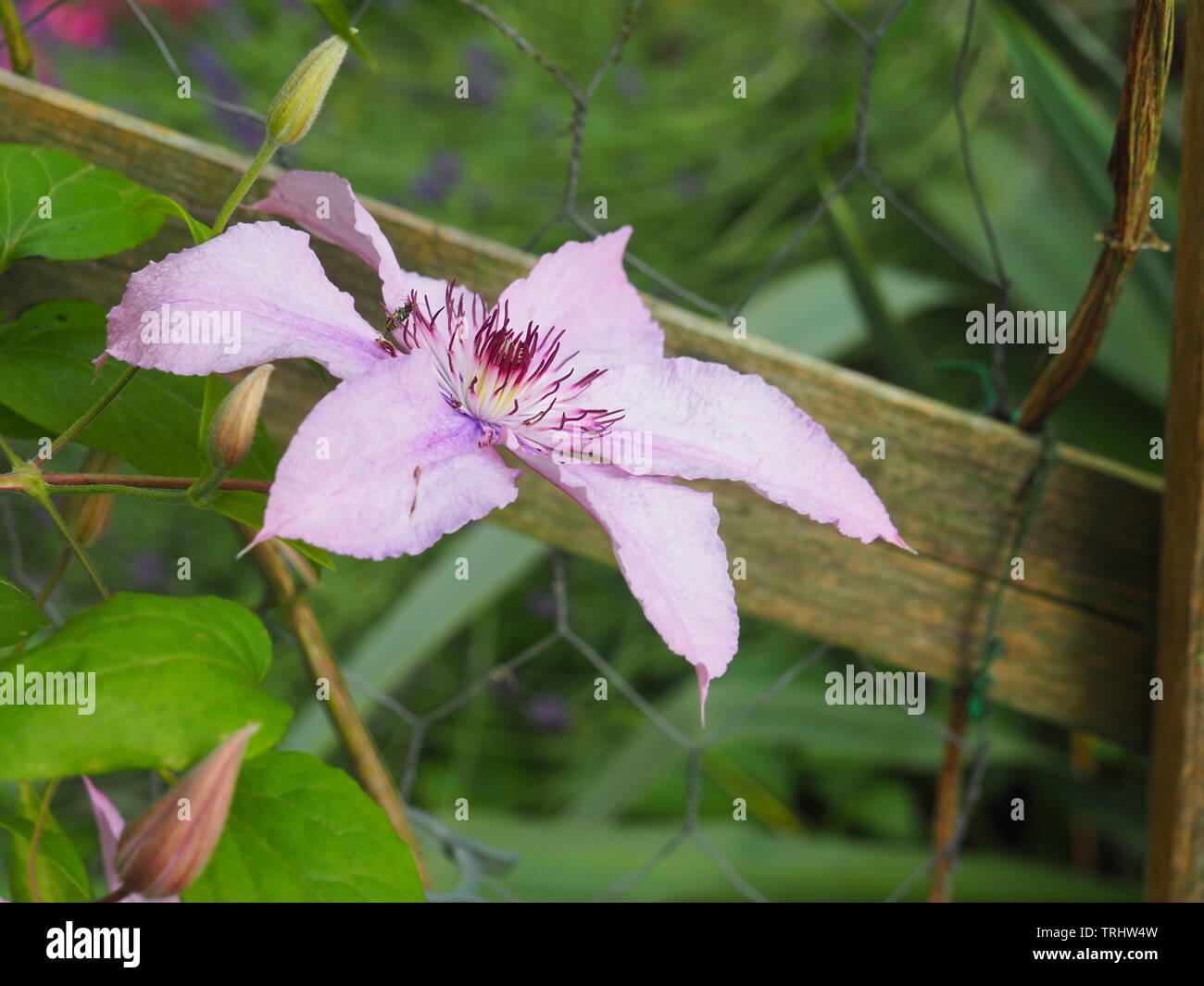 pink climbing clematis flower Stock Photo Alamy