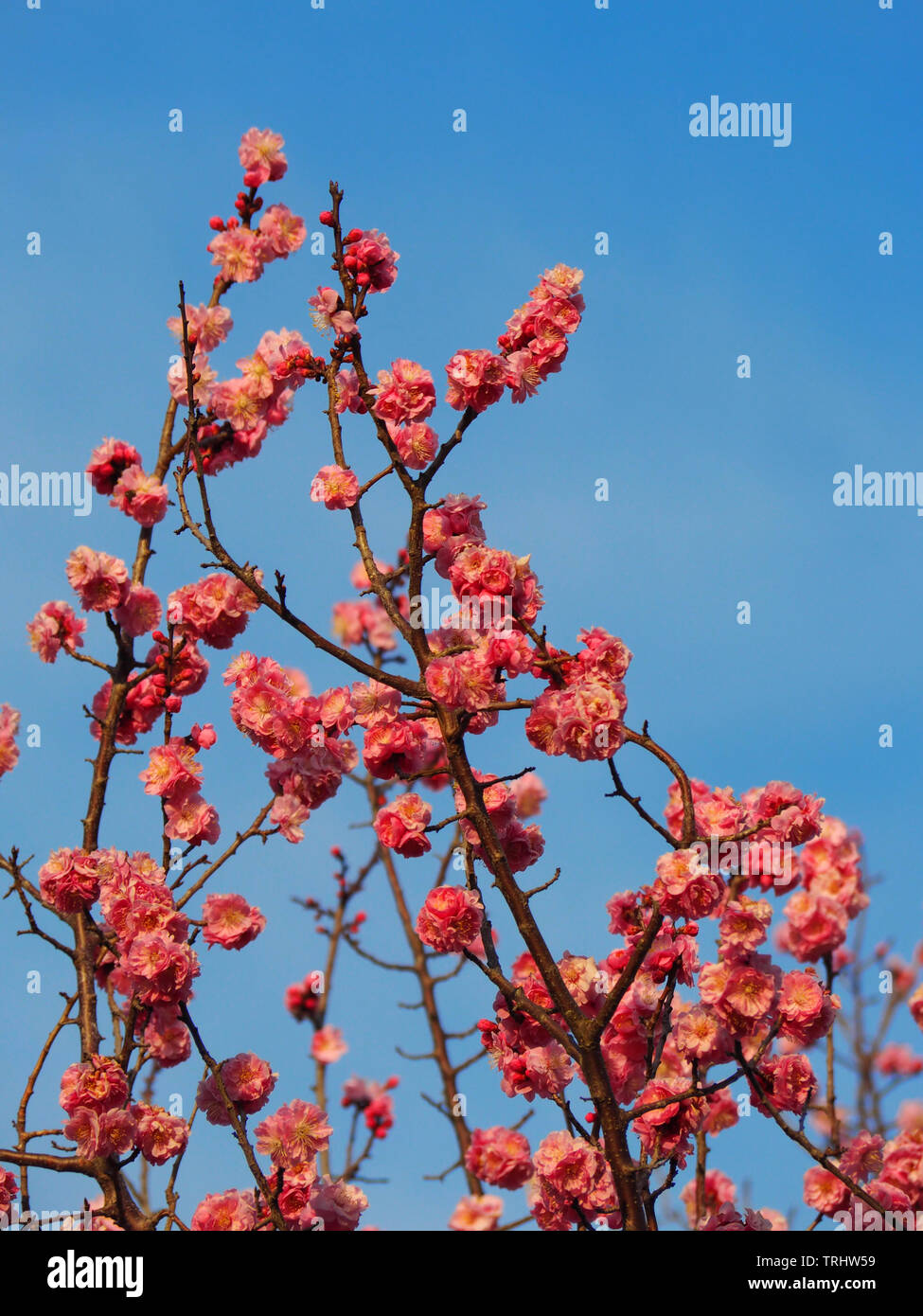 Japanese pink sakura cherry blossom in tokyo Stock Photo Alamy