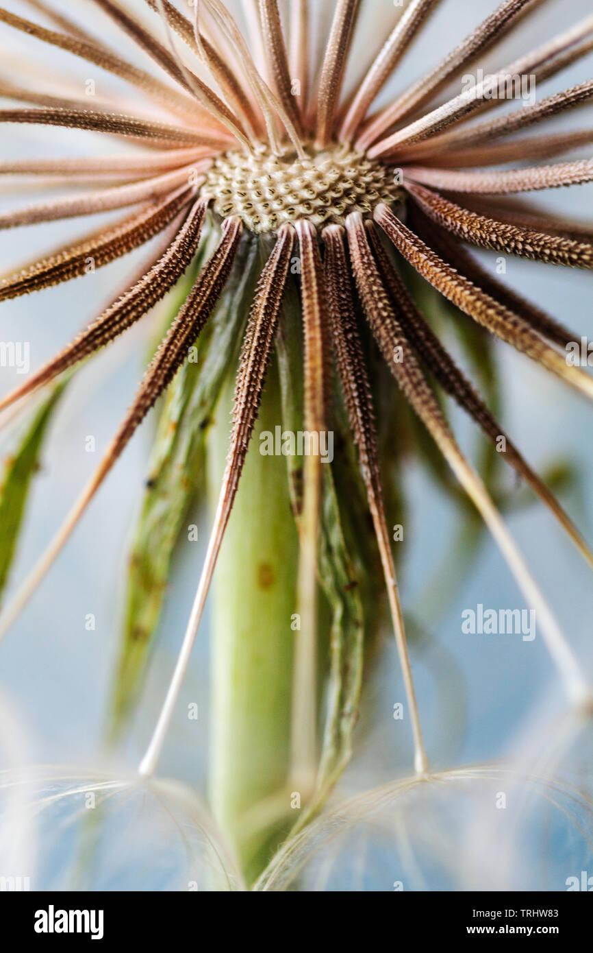 Radial symmetry art hi-res stock photography and images - Alamy