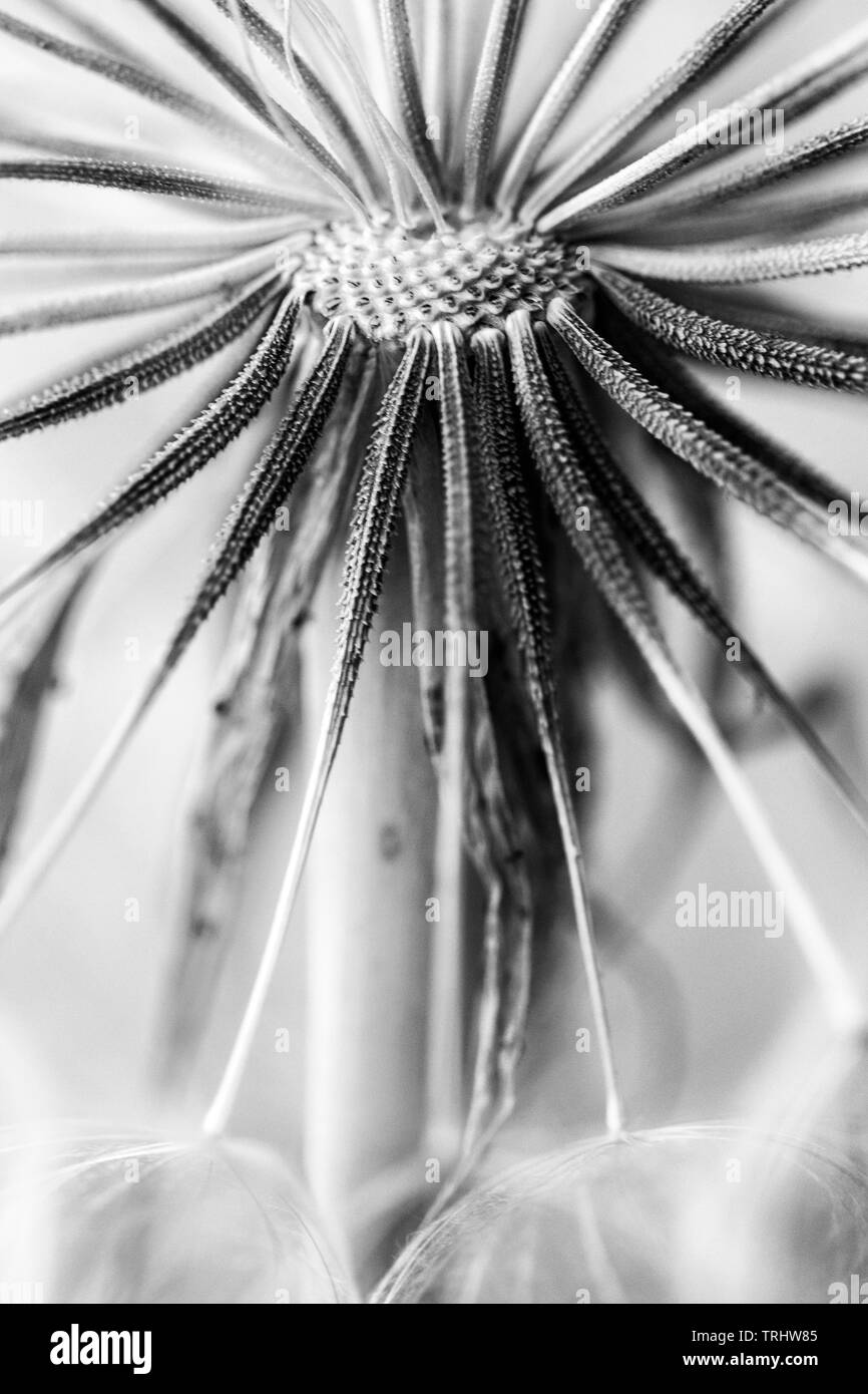 This macro shot of yellow salsify reveals its spiky stems arranged in radial symmetry. Stock Photo