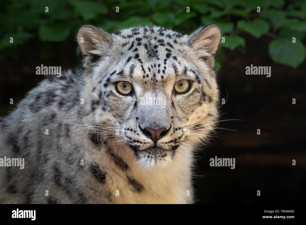 Female snow leopard staring into camera Stock Photo