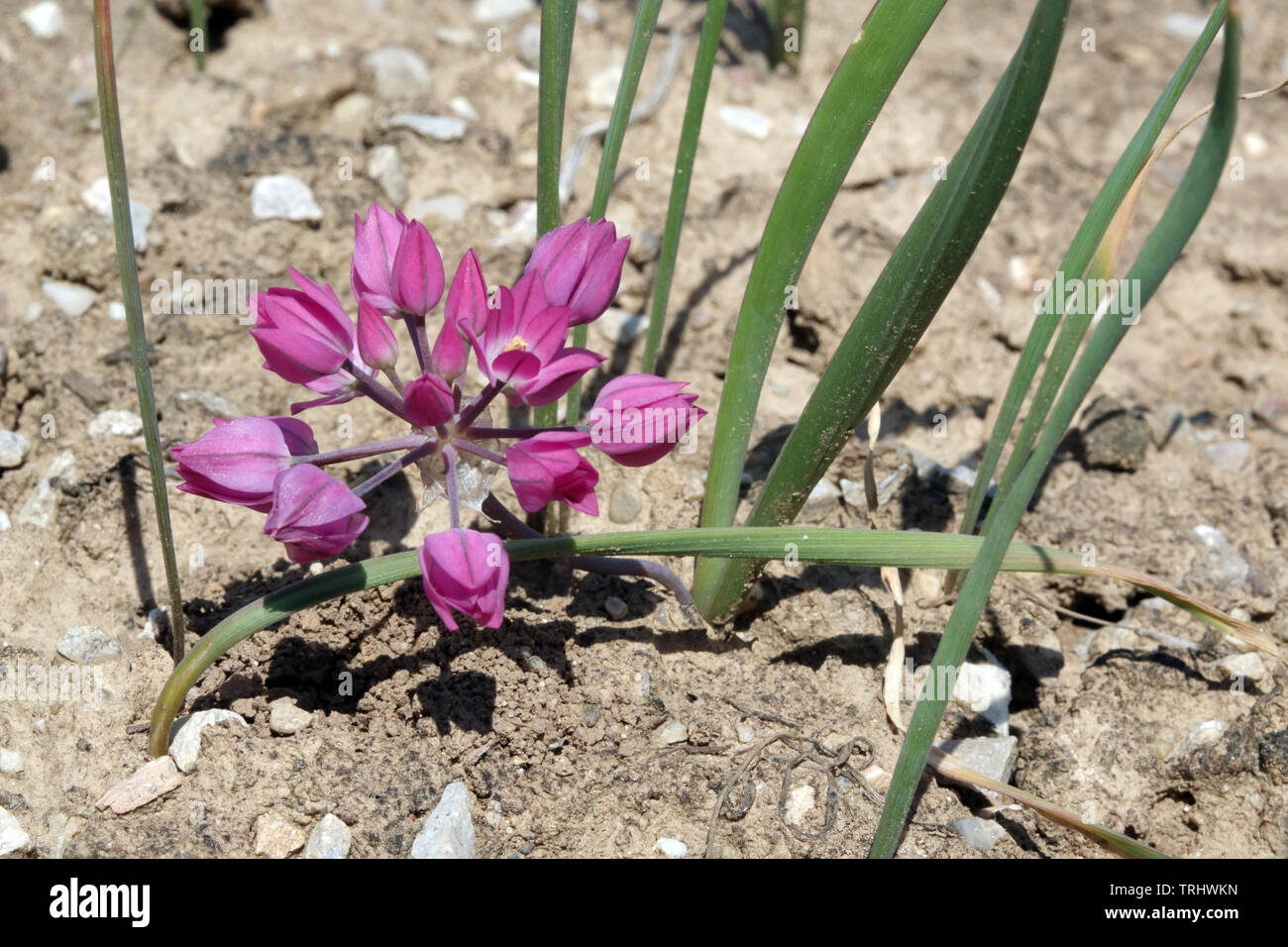 Tiny Allium oreophilum, Pink Lily Leek Stock Photo