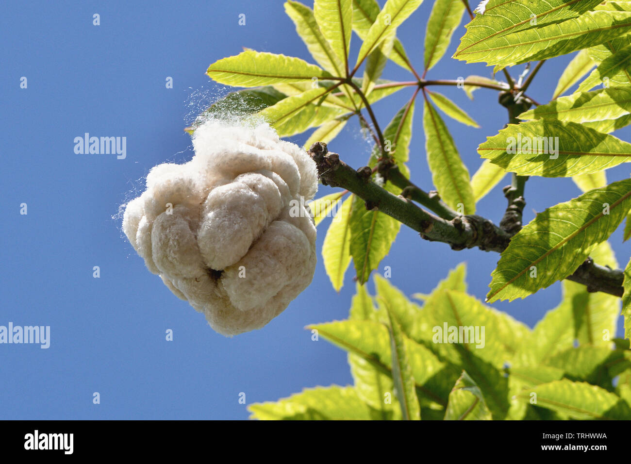 White Silk Cotton Tree High Resolution Stock Photography And Images Alamy White Silk Cotton Tree High Resolution Stock Photography And Images Alamy