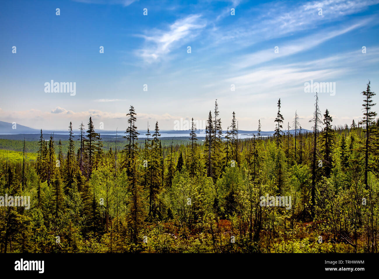Northern forest landscape. Taiga and mountains on the horizon. Russia Stock Photo