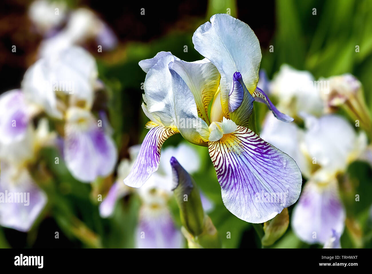 The flower of white-blue iris, close-up Stock Photo